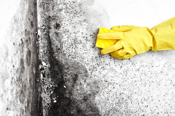 Best Industrial Mold Remediation in Clear Lake, WI