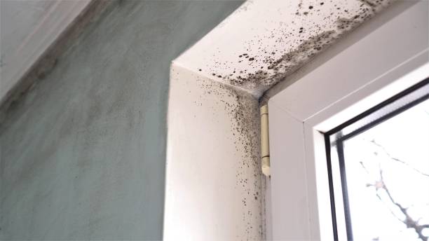 Best Post-Flood Mold Remediation in Clear Lake, WI