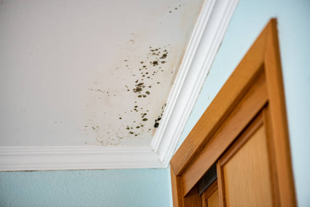 Best Post-Flood Mold Remediation in Clear Lake, WI