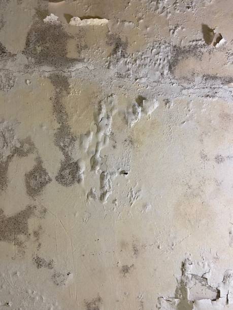 Best Industrial Mold Remediation in Clear Lake, WI