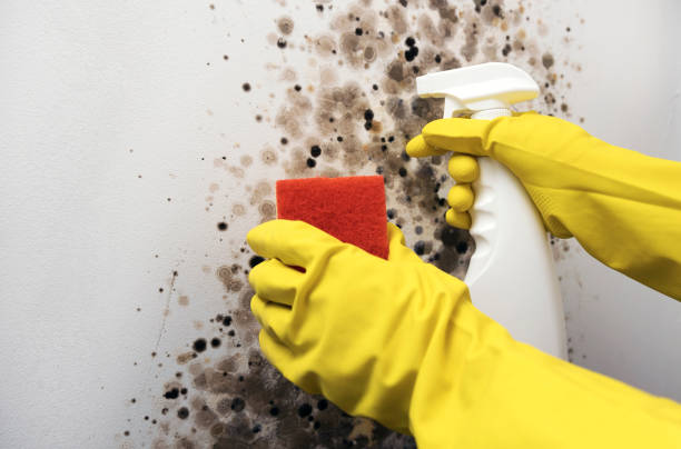 Best Basement Mold Remediation in Clear Lake, WI