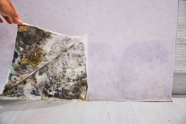 Best Health and Safety Mold Remediation in Clear Lake, WI